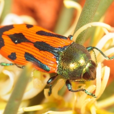 Unidentified Jewel beetle (Buprestidae) at Tullibigeal, NSW - 29 Sep 2019 by Harrisi