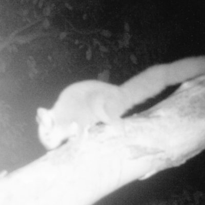 Petaurus notatus (Krefft’s Glider, formerly Sugar Glider) at Calwell, ACT - 19 Aug 2021 by ChrisHolder