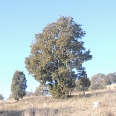 Brachychiton populneus (Kurrajong) at Tuggeranong Hill - 10 Aug 2021 by michaelb