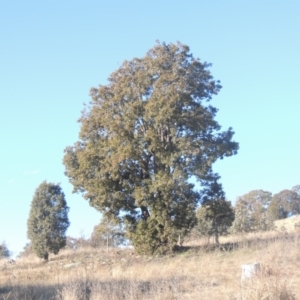 Brachychiton populneus subsp. populneus at Calwell, ACT - 10 Aug 2021