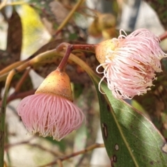 Eucalyptus leucoxylon (Yellow Gum) at Cook, ACT - 19 Aug 2021 by drakes