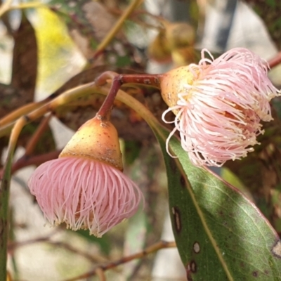 Eucalyptus leucoxylon (Yellow Gum) at Cook, ACT - 19 Aug 2021 by drakes