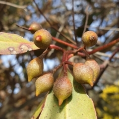 Eucalyptus leucoxylon at Mount Painter - 19 Aug 2021 09:41 AM