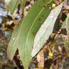 Eucalyptus leucoxylon at Mount Painter - 19 Aug 2021 09:41 AM