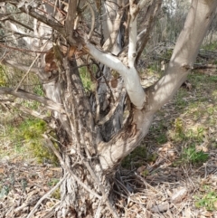 Eucalyptus leucoxylon at Cook, ACT - 19 Aug 2021