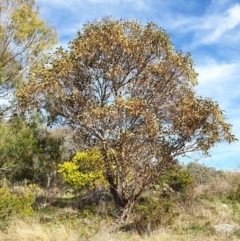 Eucalyptus leucoxylon at Mount Painter - 19 Aug 2021