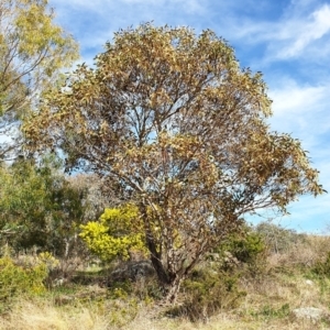 Eucalyptus leucoxylon at Cook, ACT - 19 Aug 2021