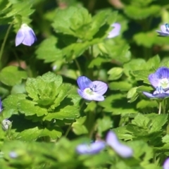 Veronica persica (Creeping Speedwell) at Wodonga, VIC - 21 Aug 2021 by KylieWaldon