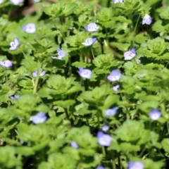 Veronica persica at Wodonga, VIC - 21 Aug 2021 10:43 AM