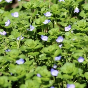 Veronica persica at Wodonga, VIC - 21 Aug 2021 10:43 AM