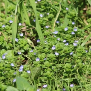 Veronica persica at Wodonga, VIC - 21 Aug 2021 10:43 AM