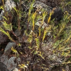 Stypandra glauca (Nodding Blue Lily) at Majura, ACT - 21 Aug 2021 by WalterEgo