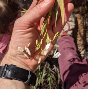 Stypandra glauca at Majura, ACT - 21 Aug 2021