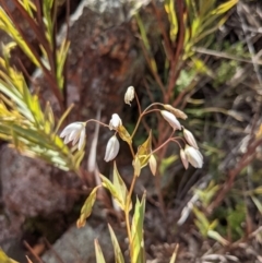 Stypandra glauca at Majura, ACT - 21 Aug 2021 10:56 AM