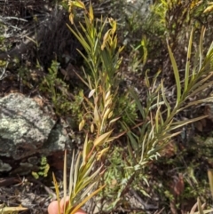 Stypandra glauca at Majura, ACT - 21 Aug 2021