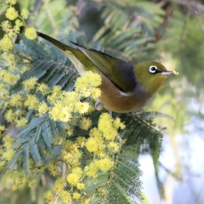 Zosterops lateralis (Silvereye) at Wodonga, VIC - 21 Aug 2021 by KylieWaldon