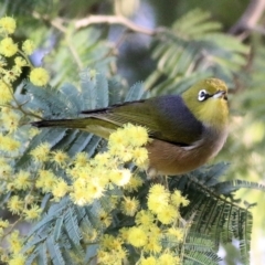 Zosterops lateralis at Wodonga, VIC - 21 Aug 2021 10:31 AM