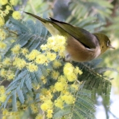 Zosterops lateralis at Wodonga, VIC - 21 Aug 2021 10:31 AM