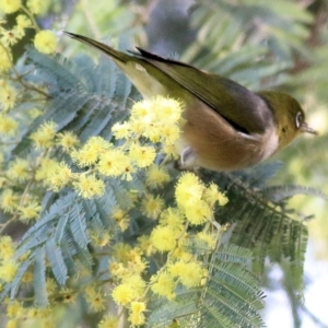 Zosterops lateralis at Wodonga, VIC - 21 Aug 2021 10:31 AM