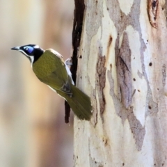 Entomyzon cyanotis (Blue-faced Honeyeater) at Clyde Cameron Reserve - 21 Aug 2021 by Kyliegw