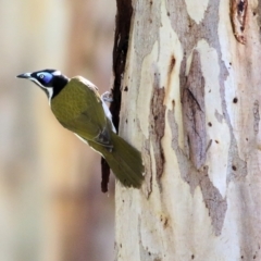 Entomyzon cyanotis (Blue-faced Honeyeater) at Wodonga, VIC - 21 Aug 2021 by Kyliegw