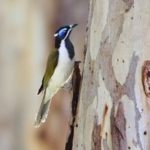 Entomyzon cyanotis at Wodonga, VIC - 21 Aug 2021 10:14 AM