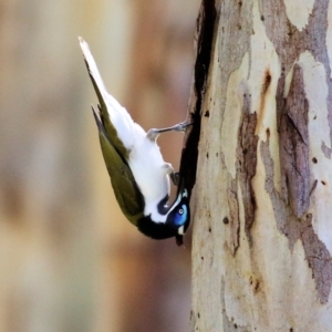 Entomyzon cyanotis at Wodonga, VIC - 21 Aug 2021