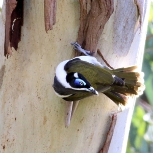 Entomyzon cyanotis at Wodonga, VIC - 21 Aug 2021 10:14 AM