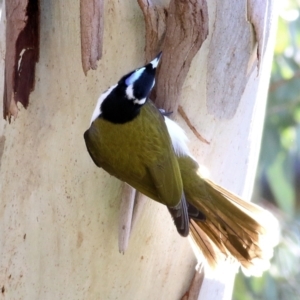 Entomyzon cyanotis at Wodonga, VIC - 21 Aug 2021 10:14 AM