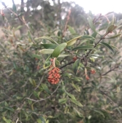 Grevillea sp. (Grevillea) at Belconnen, ACT - 20 Aug 2021 by Dora