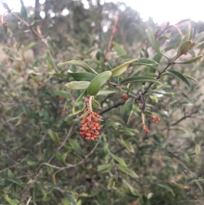 Grevillea sp. (Grevillea) at Belconnen, ACT - 20 Aug 2021 by Dora