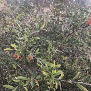 Grevillea sp. at Belconnen, ACT - 20 Aug 2021 04:30 PM