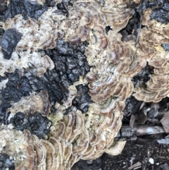 Trametes versicolor (Turkey Tail) at Macquarie, ACT - 20 Aug 2021 by Dora