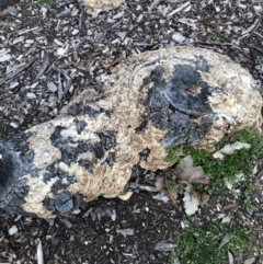 Trametes versicolor at Macquarie, ACT - 20 Aug 2021