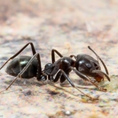 Iridomyrmex sp. (genus) (Ant) at Macgregor, ACT - 21 Aug 2021 by Roger