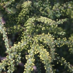 Acacia paradoxa at Wodonga, VIC - 21 Aug 2021 10:40 AM