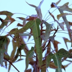 Brachychiton populneus (Kurrajong) at Wodonga, VIC - 21 Aug 2021 by KylieWaldon