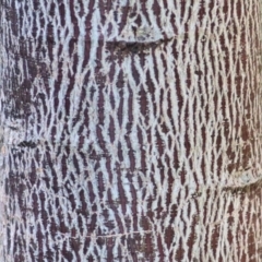 Brachychiton populneus at Wodonga, VIC - 21 Aug 2021 10:19 AM