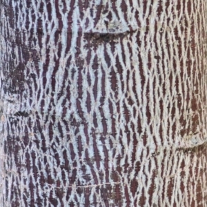 Brachychiton populneus at Wodonga, VIC - 21 Aug 2021 10:19 AM
