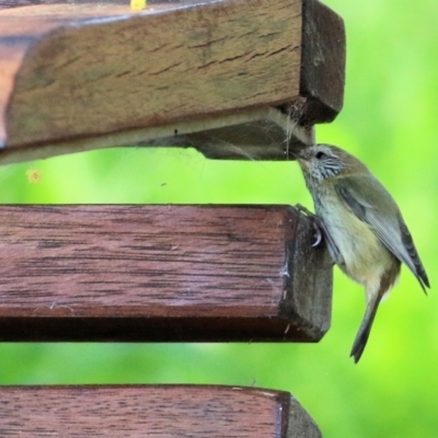 Acanthiza lineata (Striated Thornbill) at Clyde Cameron Reserve - 21 Aug 2021 by Kyliegw