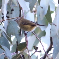 Acanthiza lineata at Wodonga, VIC - 21 Aug 2021 10:26 AM