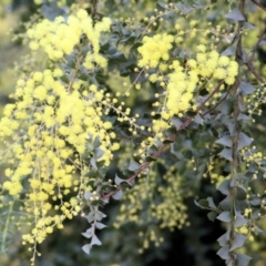 Acacia pravissima (Wedge-leaved Wattle, Ovens Wattle) at Wodonga - 21 Aug 2021 by Kyliegw