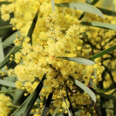 Acacia kettlewelliae (Buffalo Wattle) at Wodonga, VIC - 21 Aug 2021 by KylieWaldon