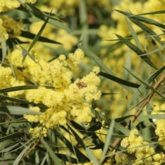 Acacia kettlewelliae at Wodonga, VIC - 21 Aug 2021 10:10 AM