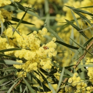 Acacia kettlewelliae at Wodonga, VIC - 21 Aug 2021 10:10 AM