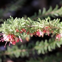Grevillea lanigera (Woolly Grevillea) at Clyde Cameron Reserve - 21 Aug 2021 by Kyliegw