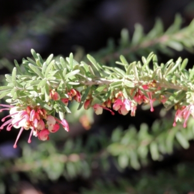 Grevillea lanigera (Woolly Grevillea) at Clyde Cameron Reserve - 21 Aug 2021 by Kyliegw