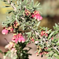 Grevillea lanigera at Wodonga, VIC - 21 Aug 2021 10:11 AM