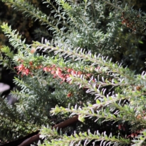 Grevillea lanigera at Wodonga, VIC - 21 Aug 2021