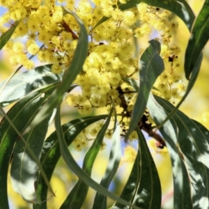 Acacia rubida at Wodonga, VIC - 21 Aug 2021